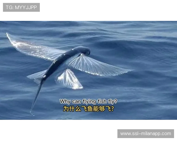 【传感器球飞行追踪】比赛瞬间尽在掌握，科技助力极限突破，flying fish传感器